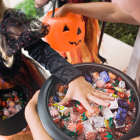 Halloween-candy-digestion