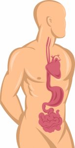 anatomy illustration showing digestive system in person